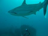 Isla del Coco - 65